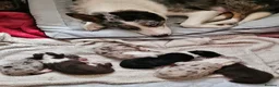 Border Collie dogs for sale: Border Collie puppies various colours  - Advert 9