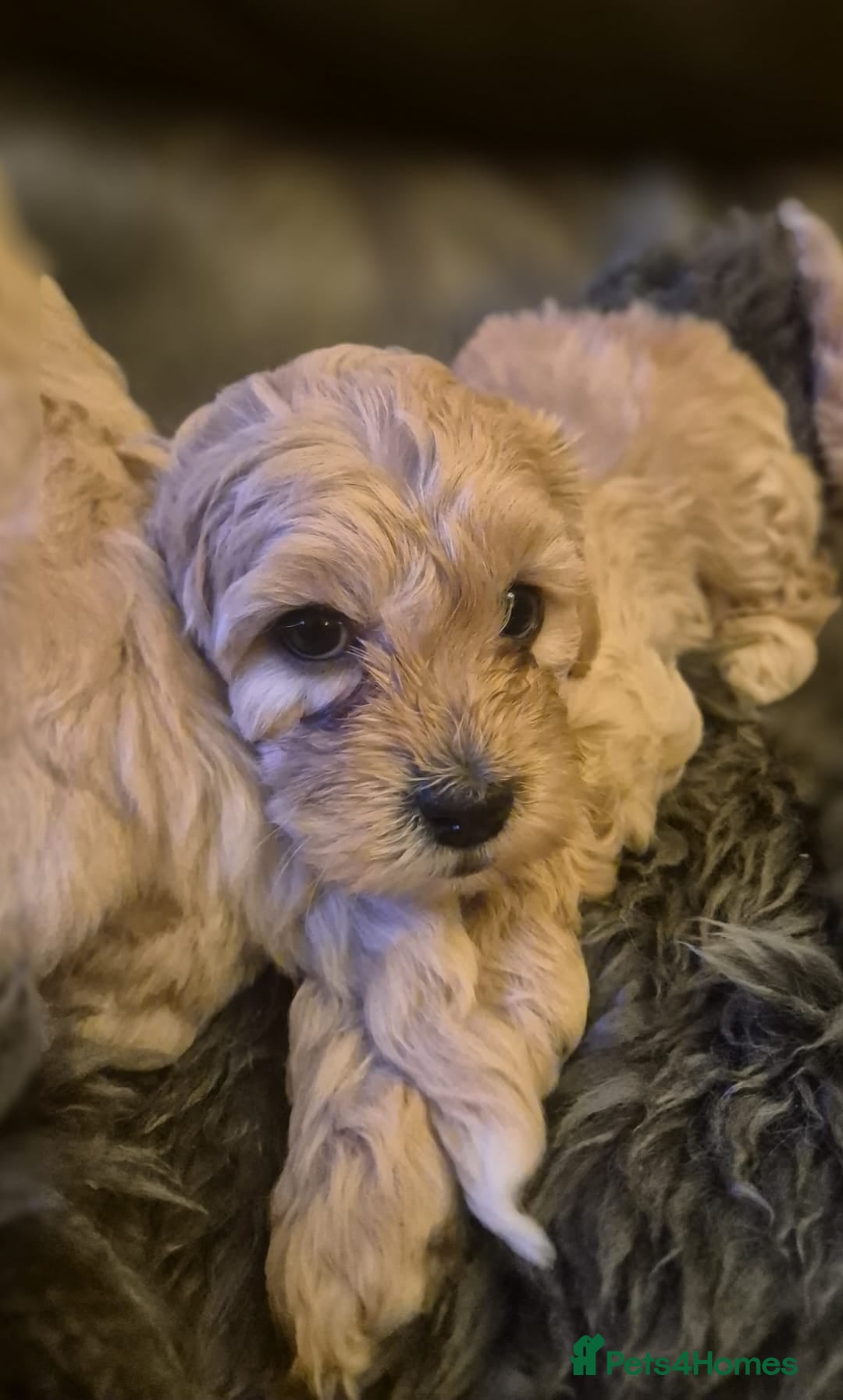 Mixed Breed dogs for sale: Mixed-breed  - Advert 21