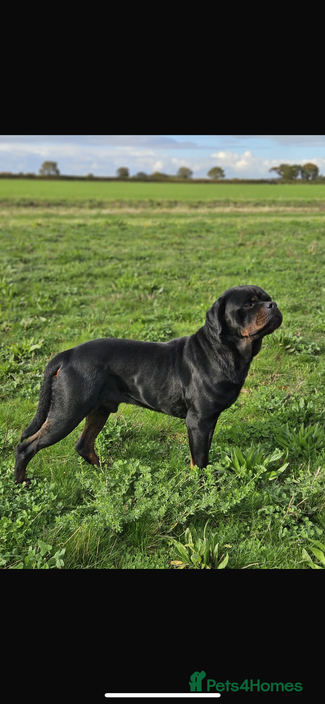 Rottweiler dogs for stud: KC registered STUD ONLY - Advert 11