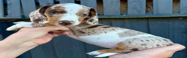 Miniature Dachshund 4
