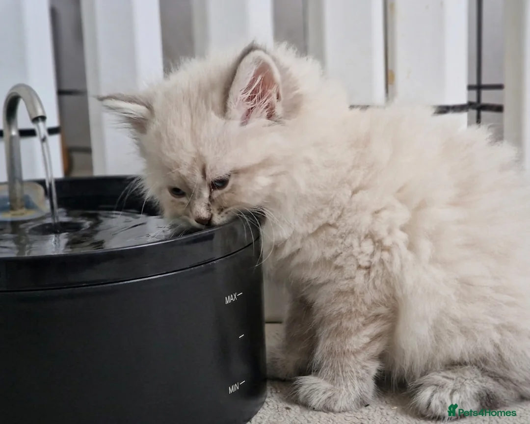 Neva Masquerade cats for sale: LAST REMAINING GCCF Champion line siberian - Advert 2
