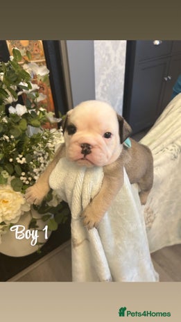 English Bulldog dogs - Advert 13