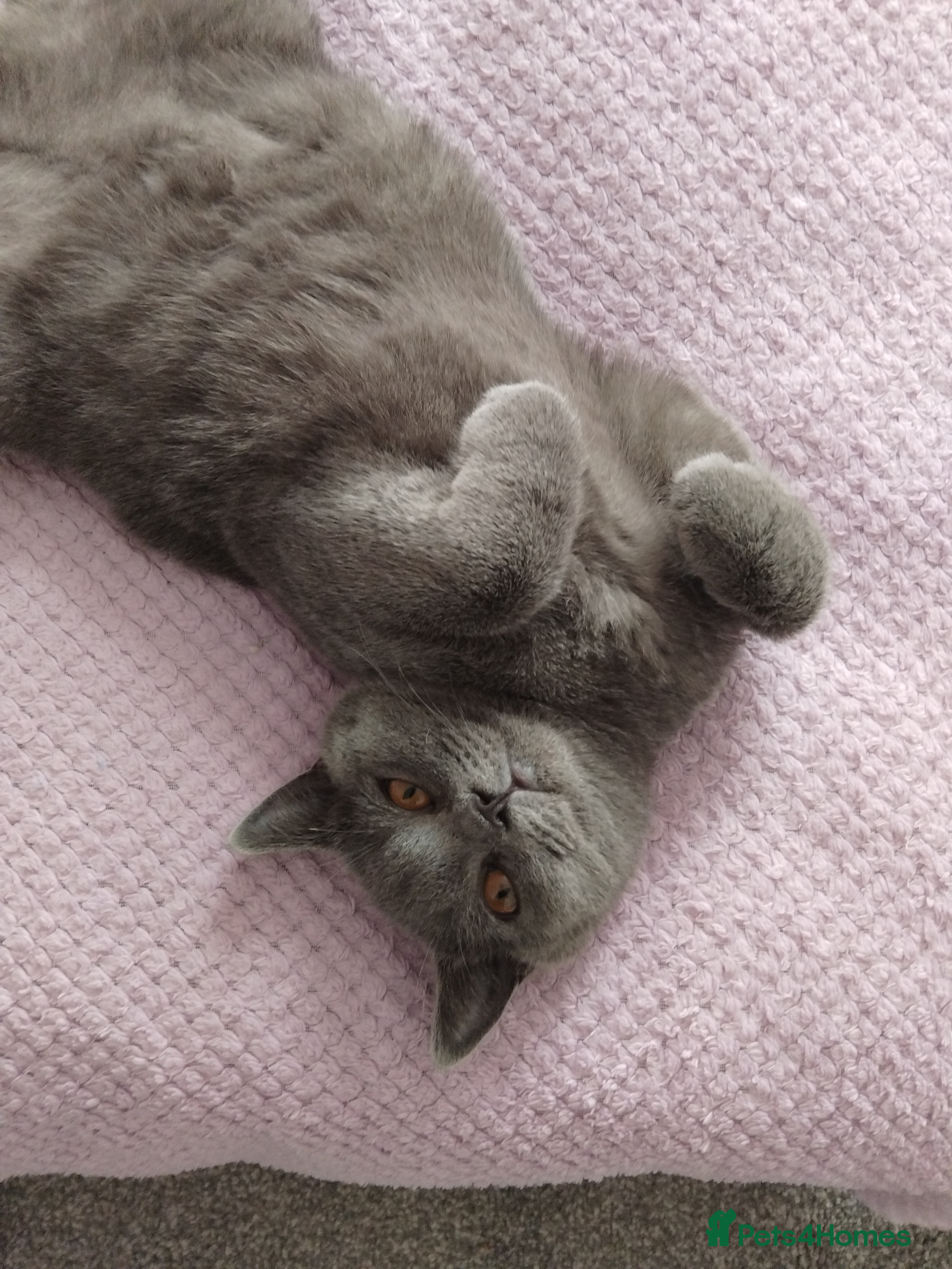 British Shorthair cats British Shorthair Stud  - Advert 16