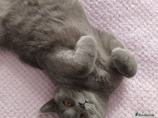 British Shorthair cats British Shorthair Stud - Advert 16