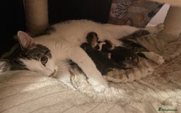 Domestic Shorthair cats for sale: 2 Adorable Female Kittens - Image 9