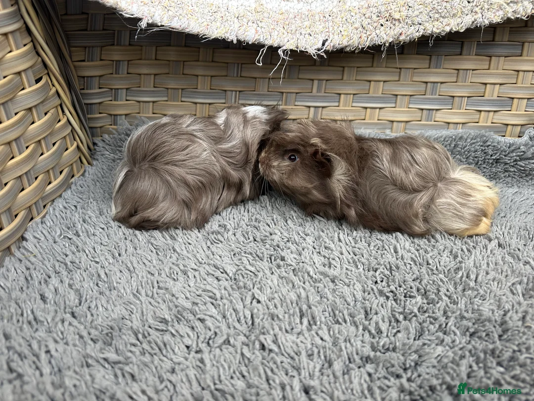 Guinea Pig rodents for sale: 2 long haired baby Peruvian boy guinea pigs. - Advert 6