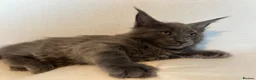 Maine Coon cats for sale: Maine Coon Kittens – 4 Available !!! - Advert 3
