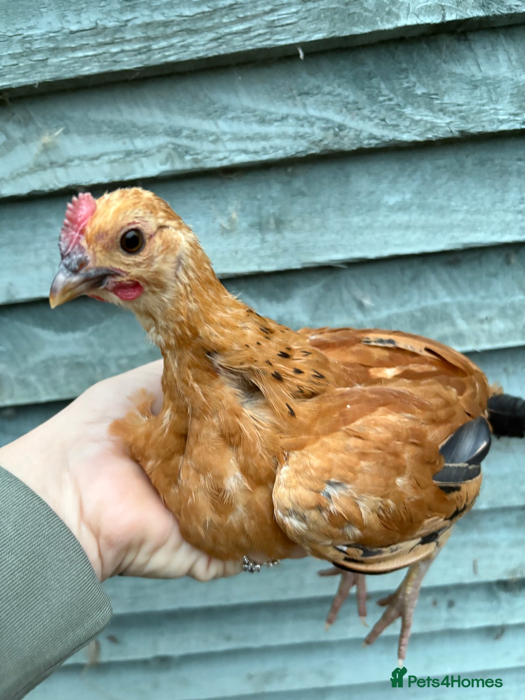 Chickens poultry for sale: Bantam old English game - Advert 3