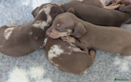 Miniature Dachshund dogs for sale: Beautiful mixture of chocolate and cream mini's - Image 8