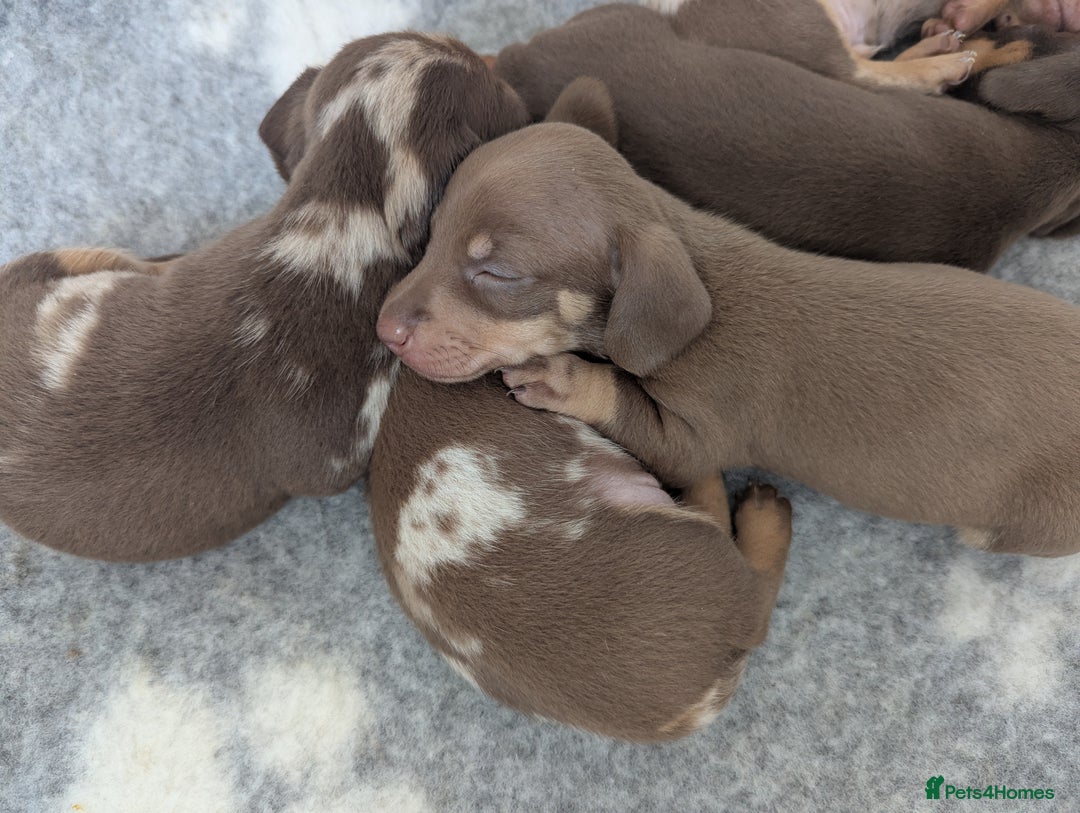 Miniature Dachshund dogs for sale: Beautiful mixture of chocolate and cream mini's - Image 8