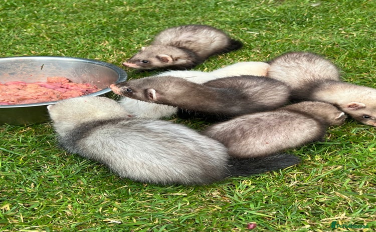 Ferret rodents 2 Hobs and a jill  - Advert 7