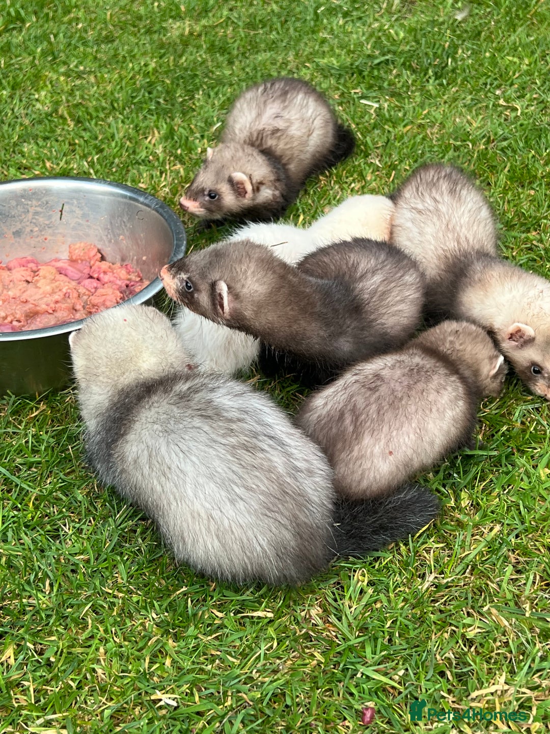 Ferret rodents for sale: 2 Hobs and a jill  - Advert 1