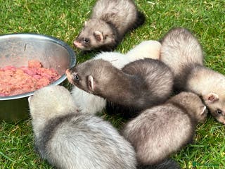 Ferret rodents 2 Hobs and a jill - Advert 2