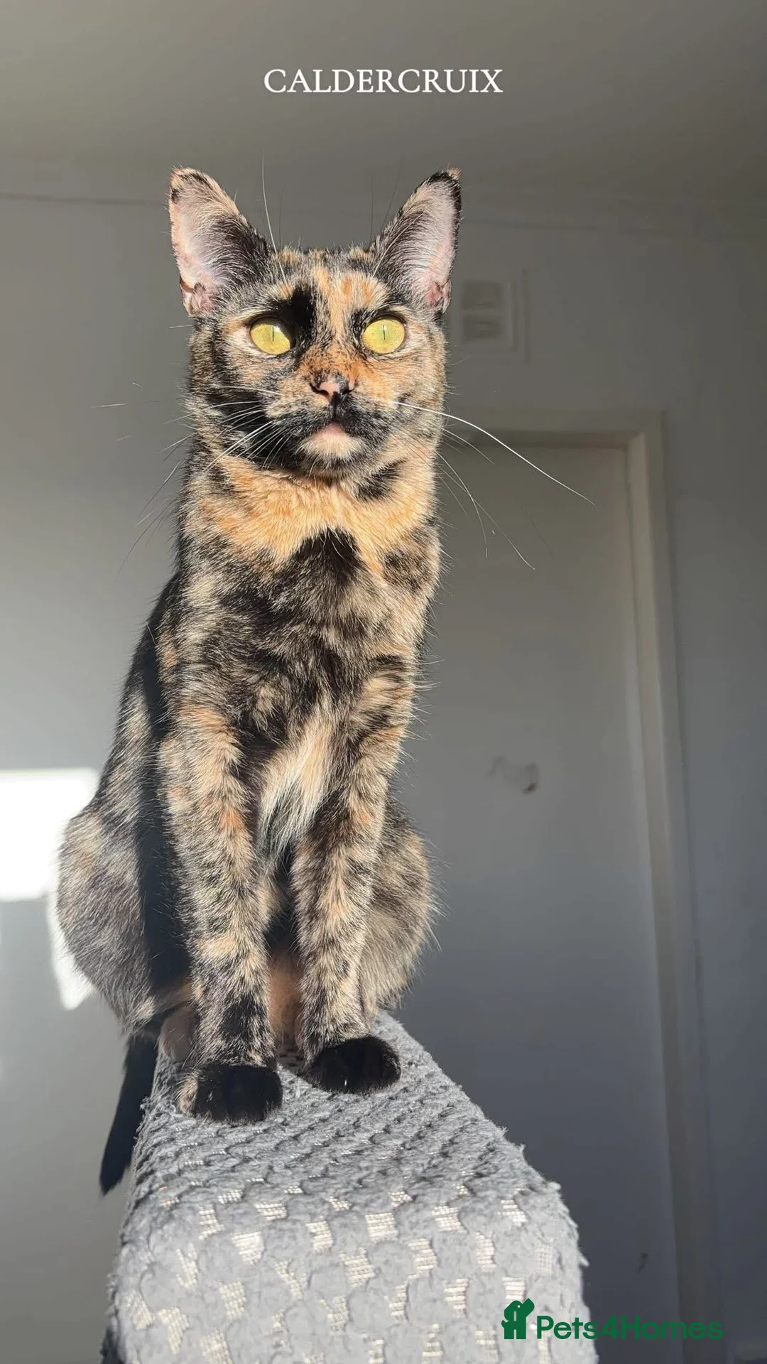 Mixed Breed cats for sale: Kittens in Bellshill - Advert 24