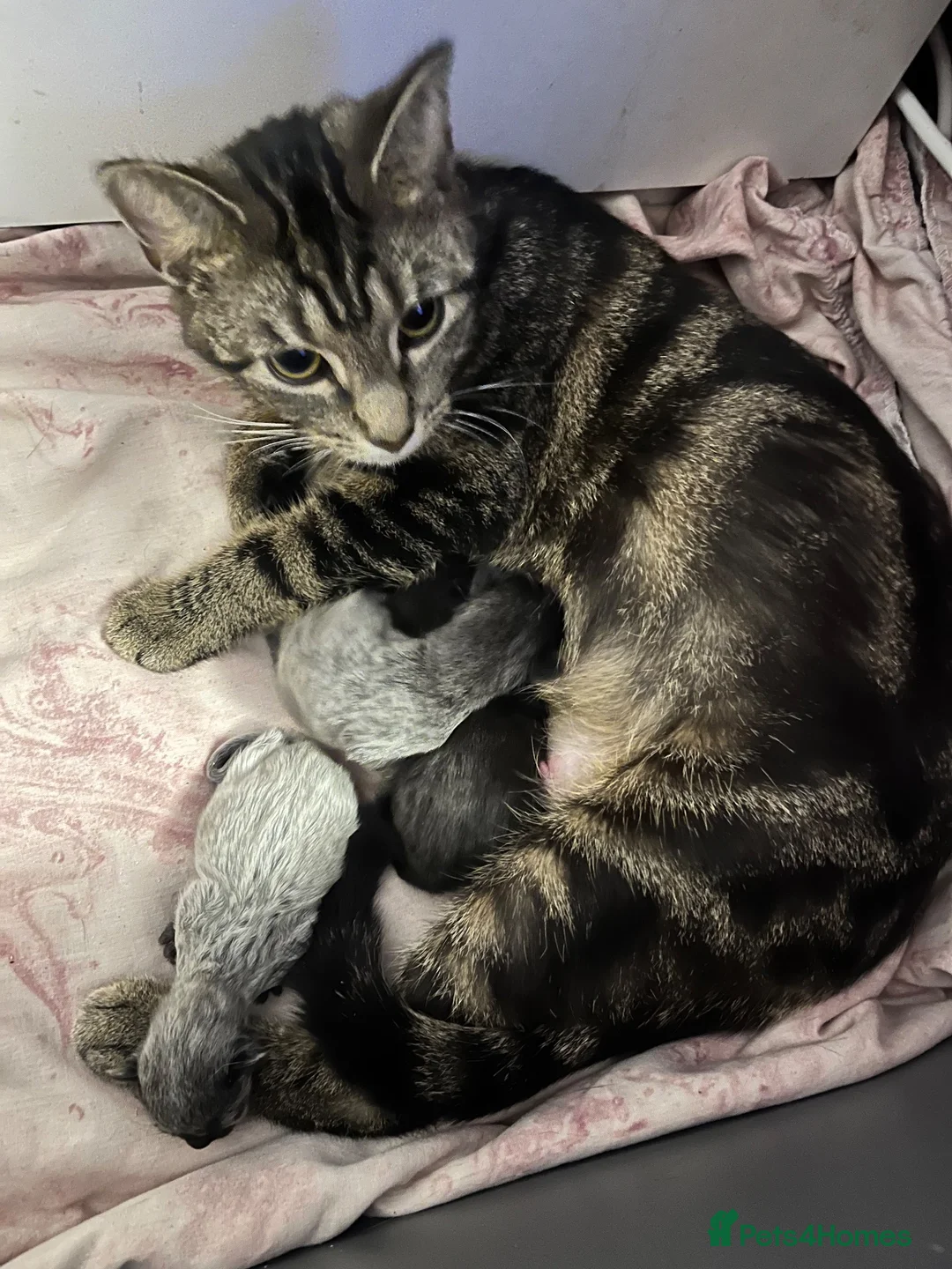 Mixed Breed cats for sale: Ragdoll x DSH kittens - Advert 2