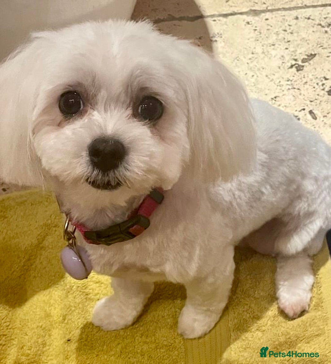 Maltese dogs for sale: Beautiful Korean Maltese  - Image 1