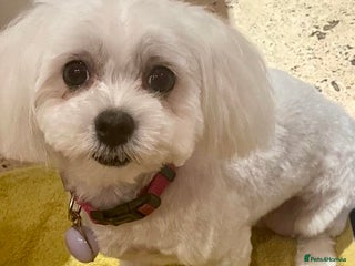 Maltese dogs - Advert 2