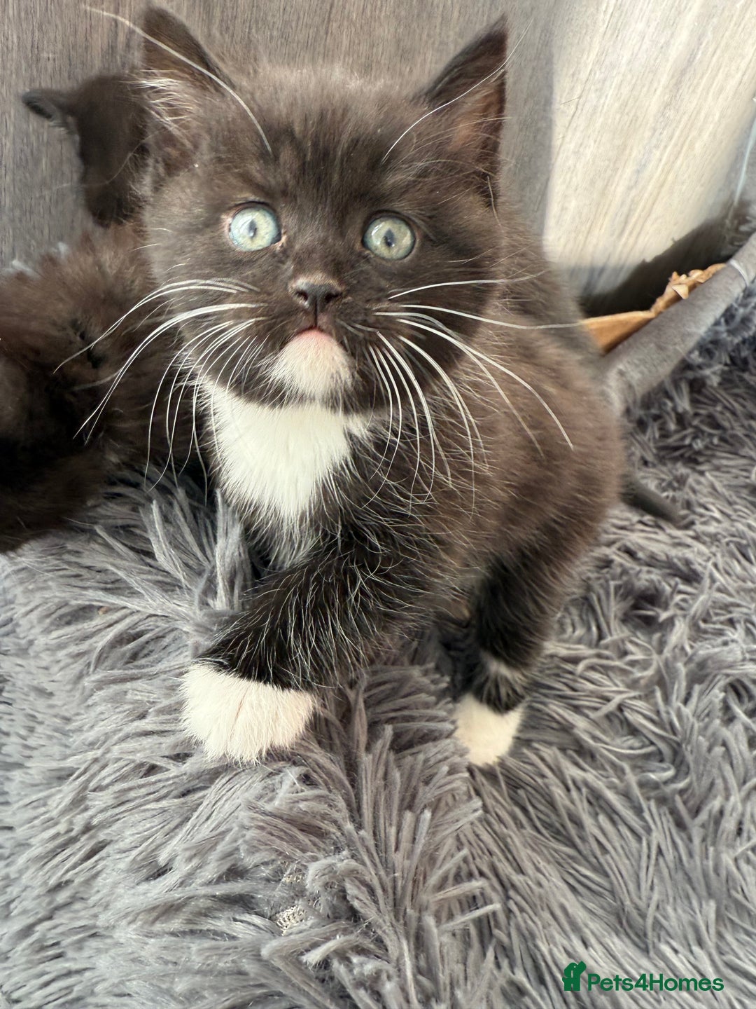 Mixed Breed cats for sale: 5 Beautiful kittens for sale  - Advert 8