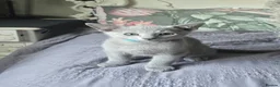 Russian Blue cats for sale: Tica Registered Russian Blue kittens  - Advert 14