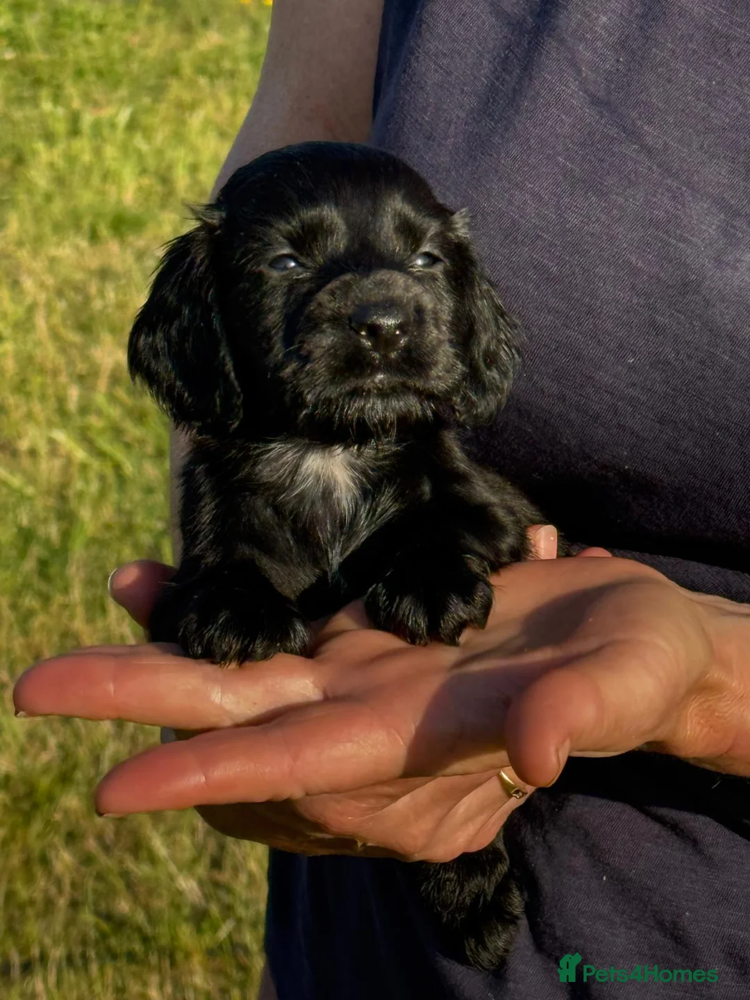 Cocker Spaniel dogs for sale: Cocker Spaniel puppies - Advert 1