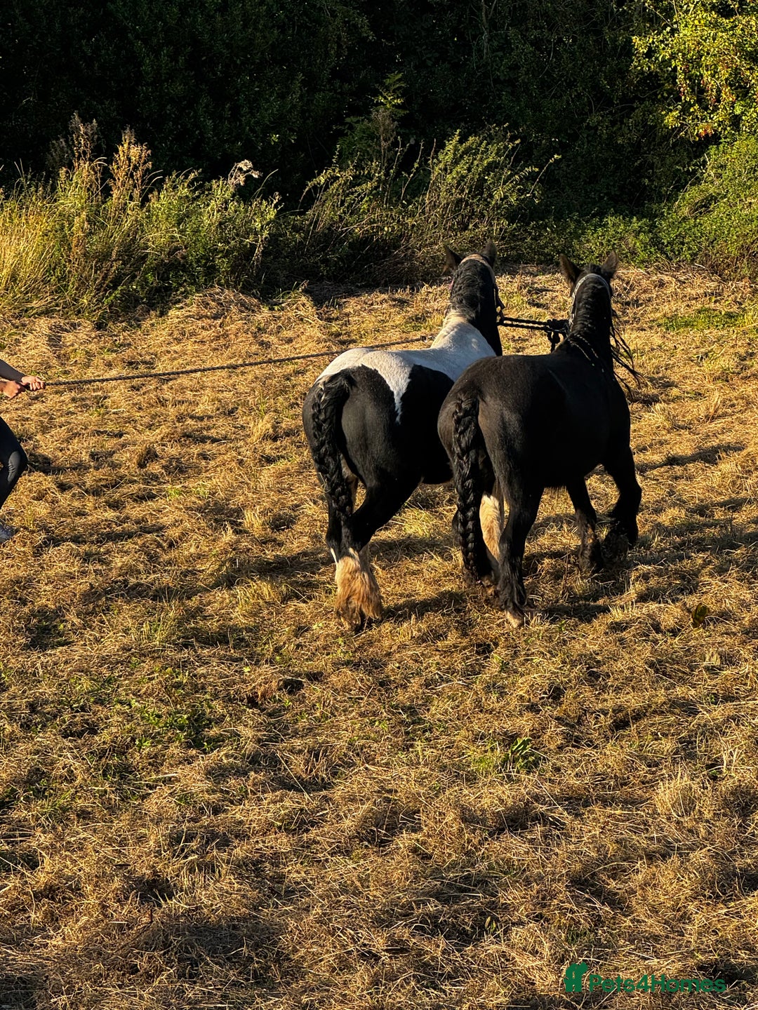 Irish Cob horses for sale: For sale 4 years mare - Image 8