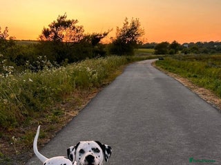 Dalmatian dogs for stud in Llangefni - Advert 1