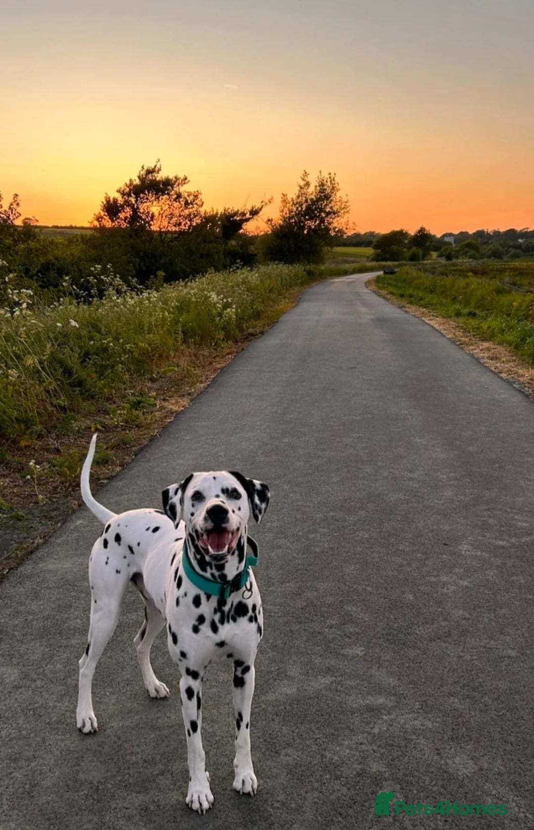 Dalmatian dogs for stud: STUNNING PROVEN KC BLACK SPOTTED DALMATIAN - Advert 1