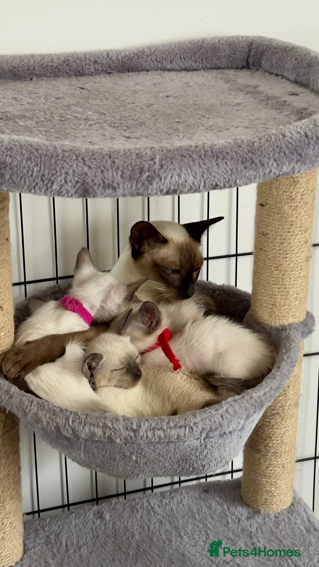 Siamese cats for sale: Siamese kittens  - Advert 1