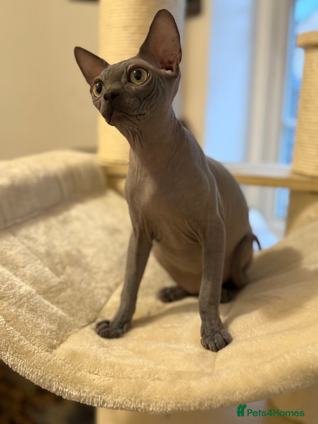 Sphynx cats for sale: Beautiful Blue Boys Looking for Their Forever home - Advert 2