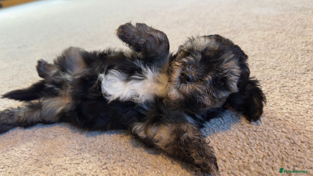 Yorkiepoo dogs for sale: Beautiful puppies  - Image 9