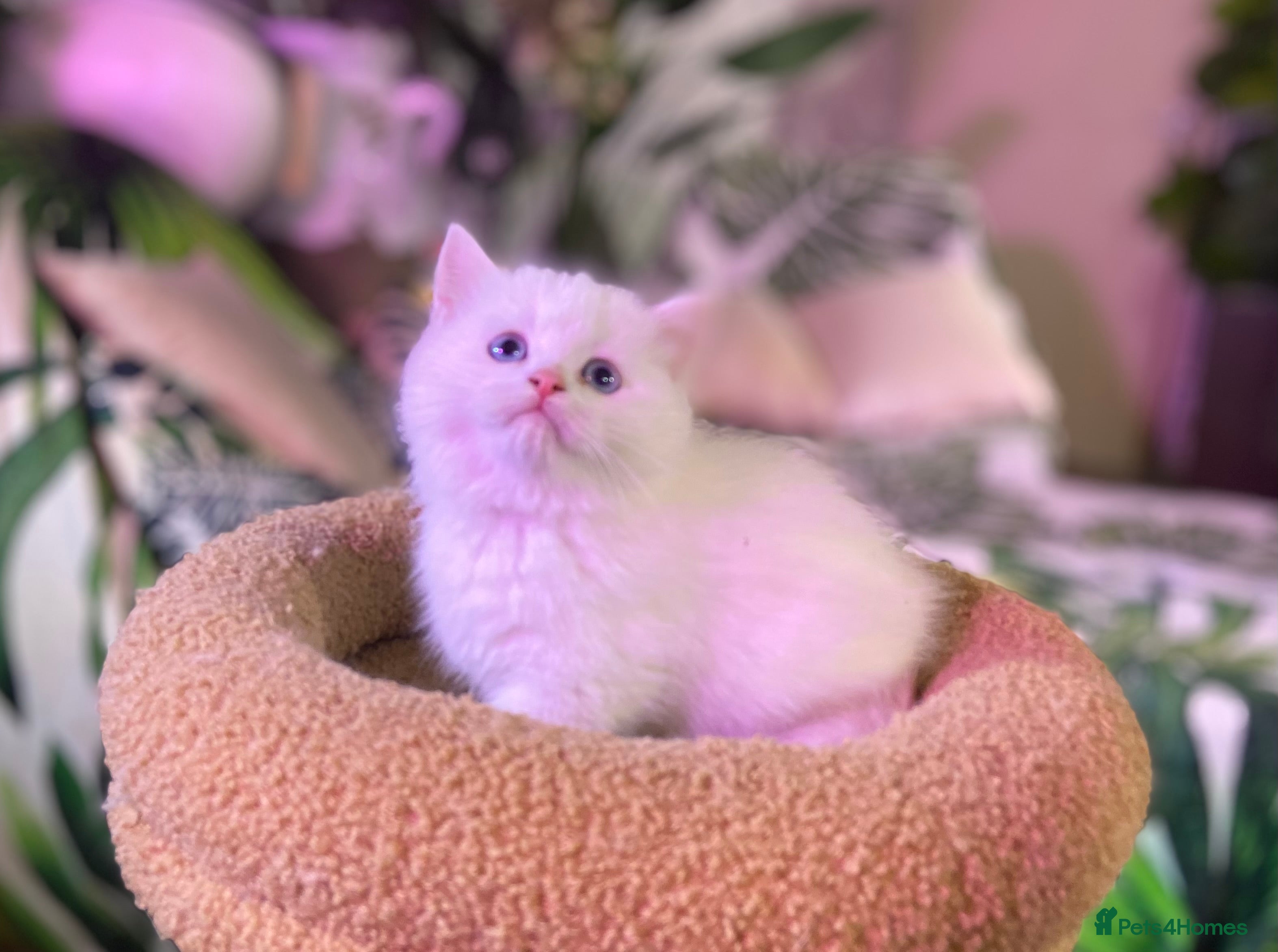 Munchkin cats Full Pedigree Munchkin Kittens( 7 weeks old)  - Advert 1