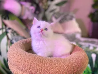 Munchkin cats Full Pedigree Munchkin Kittens( 7 weeks old) - Advert 1
