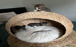 Mixed Breed cats for sale: 3 playful kittens  - Image 14