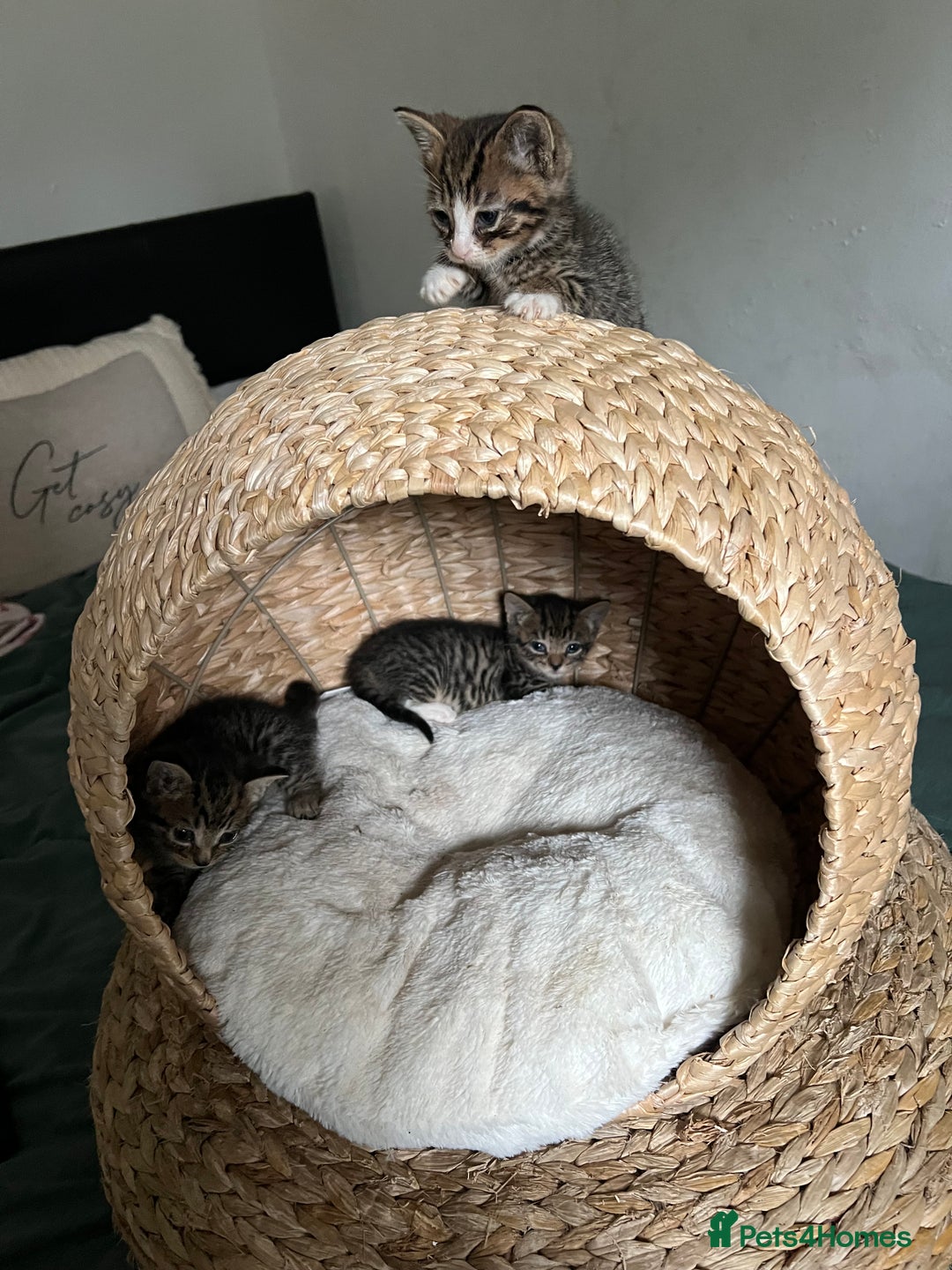 Mixed Breed cats for sale: 3 playful kittens  - Image 14
