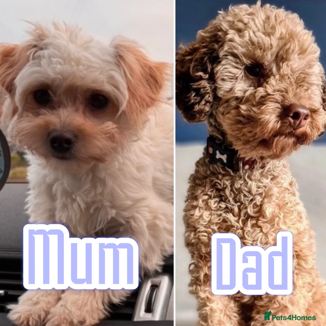 Maltipoo dogs for sale: Maltipoo  - Advert 8