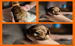 Cavapoo dogs for sale: ⭐️BEAUTIFUL INTENSE RED TOY CAVAPOO PUPPIES⭐️ - Image 12