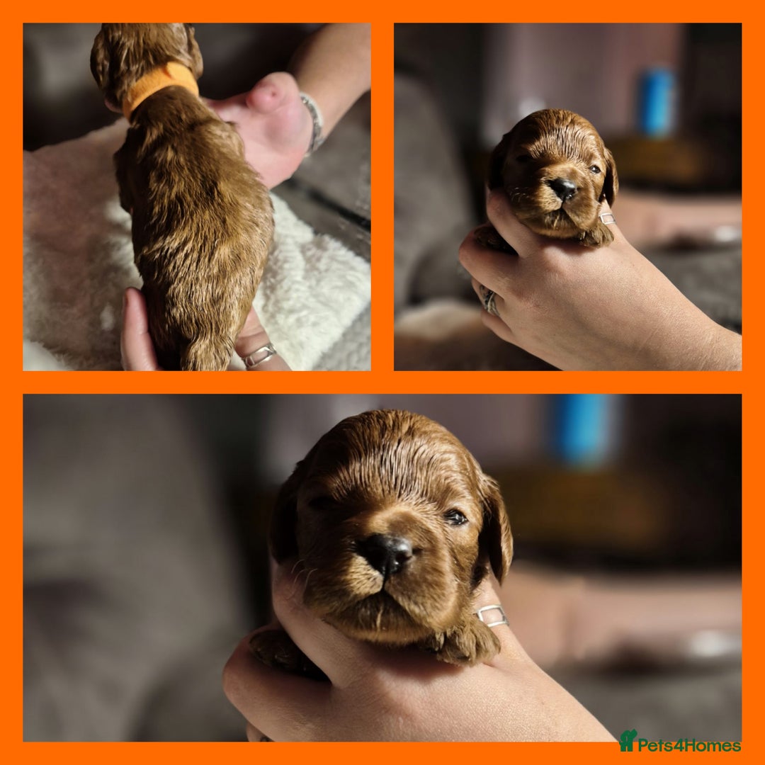 Cavapoo dogs for sale: ⭐️BEAUTIFUL INTENSE RED TOY CAVAPOO PUPPIES⭐️ - Image 12