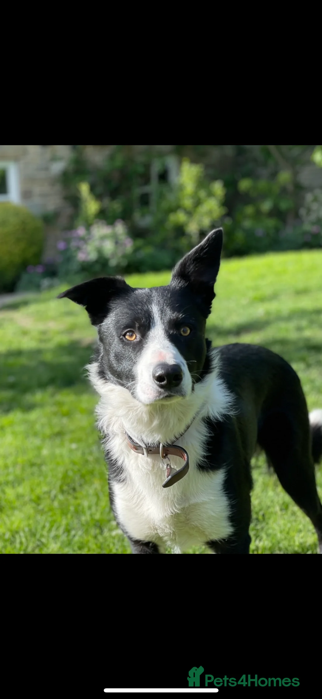 Border Collie dogs for stud: Proven Border Collie Stud | Strong Working Lines  - Advert 6