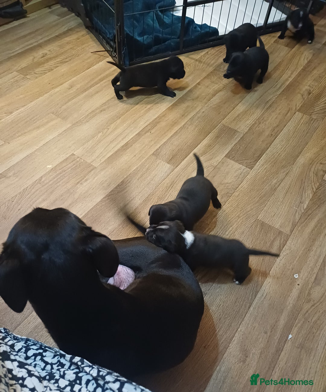 Mixed Breed dogs for sale: Adorable 3/4 Staff Bull Terrier 1/4 Jack Russell. - Advert 3