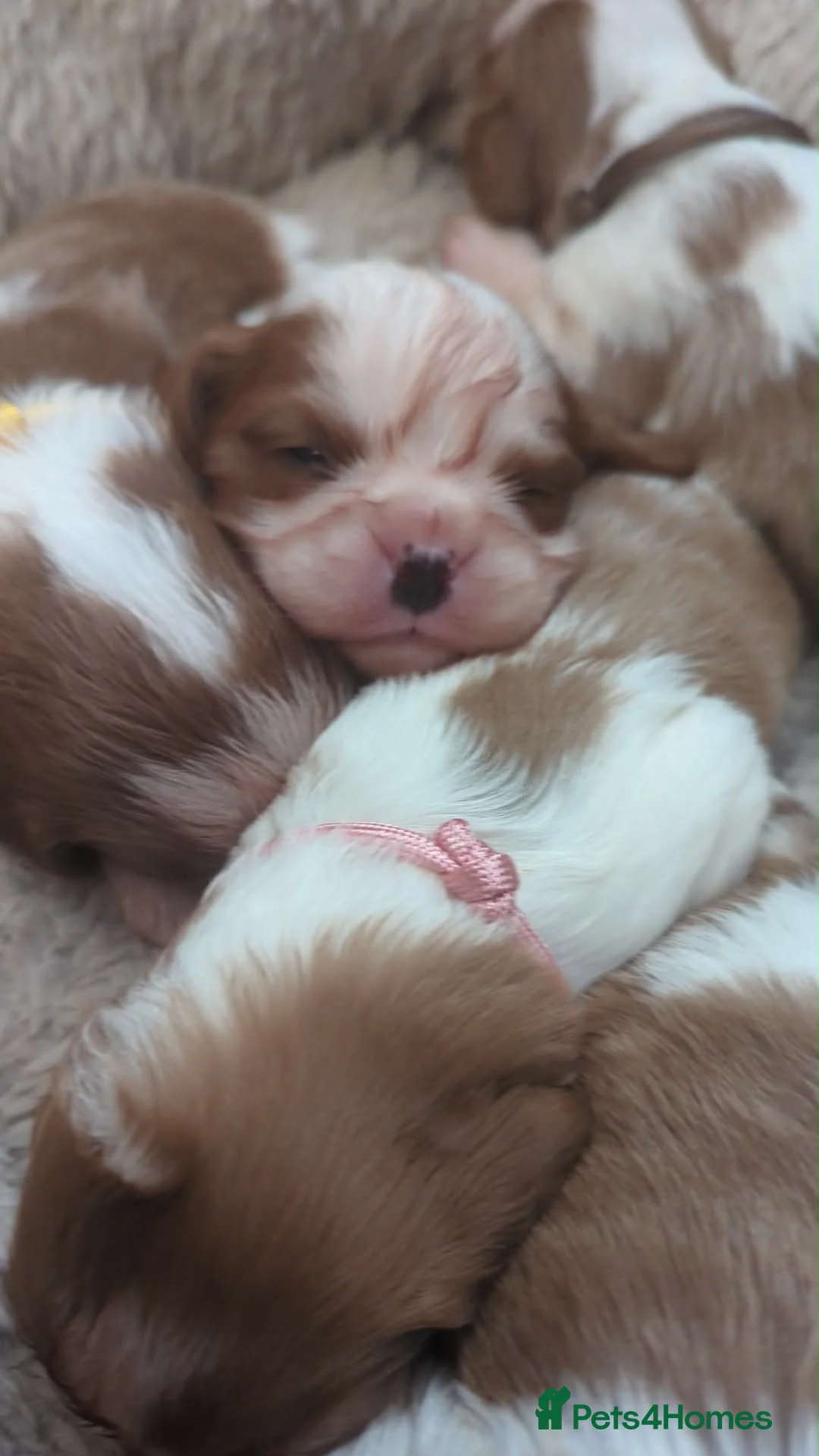 Cavalier King Charles Spaniel dogs for sale: King Charles cavalier puppies  in Maryport - Advert 4