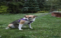 Mixed Breed dogs for adoption:  ❤️🐶Lanie 4-year-old girl with golden heart❤️🐶 - Advert 15