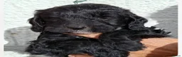 Sproodle dogs for sale: Sproodle Pups Ready Now Springer XMinature Poodle  in Rotherham - Advert 4
