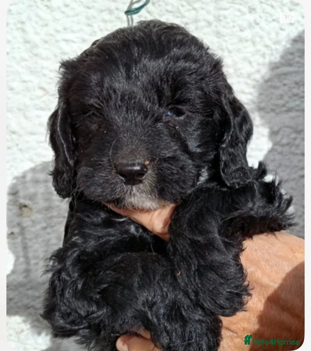 Sproodle dogs for sale: Sproodle Pups Ready Now Springer XMinature Poodle  in Rotherham - Advert 4