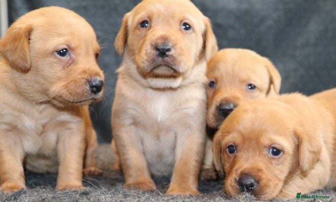 Labrador Retriever dogs Stunning Red/Golden Labs-KC Reg, Health Checked - Advert 9