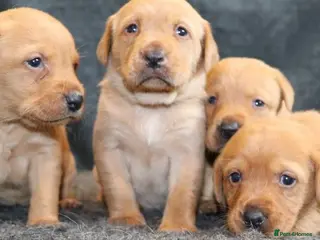 Labrador Retriever dogs Stunning Red/Golden Labs-KC Reg, Health Checked - Advert 9