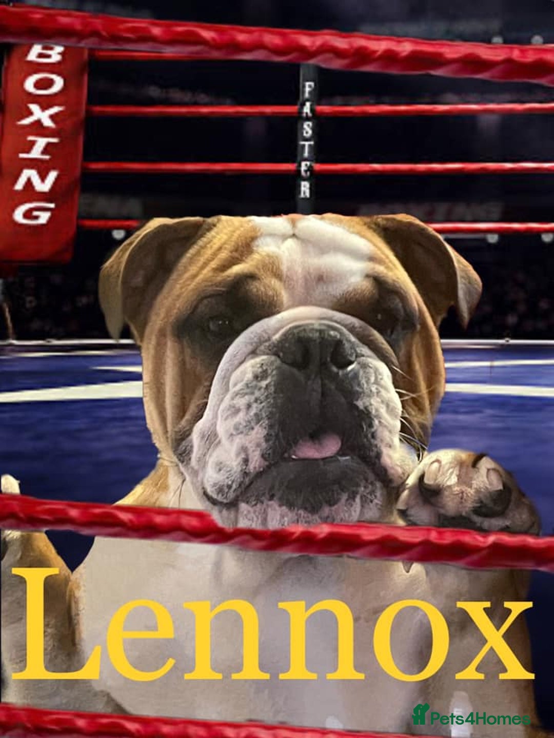 English Bulldog dogs for stud: Champion sired Gold Health Tested Bulldog Stud Dog - Advert 6