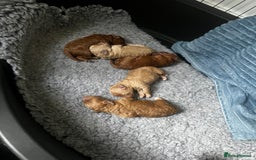 Toy Poodle dogs for sale: Gorgeous kc registered toy poodle pups  - Image 33