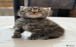 Persian cats for sale: 3 Stunning Female Kittens for Sale  - Image 1
