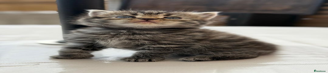 Persian Kitten 1