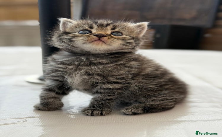 Persian cats - Advert 2